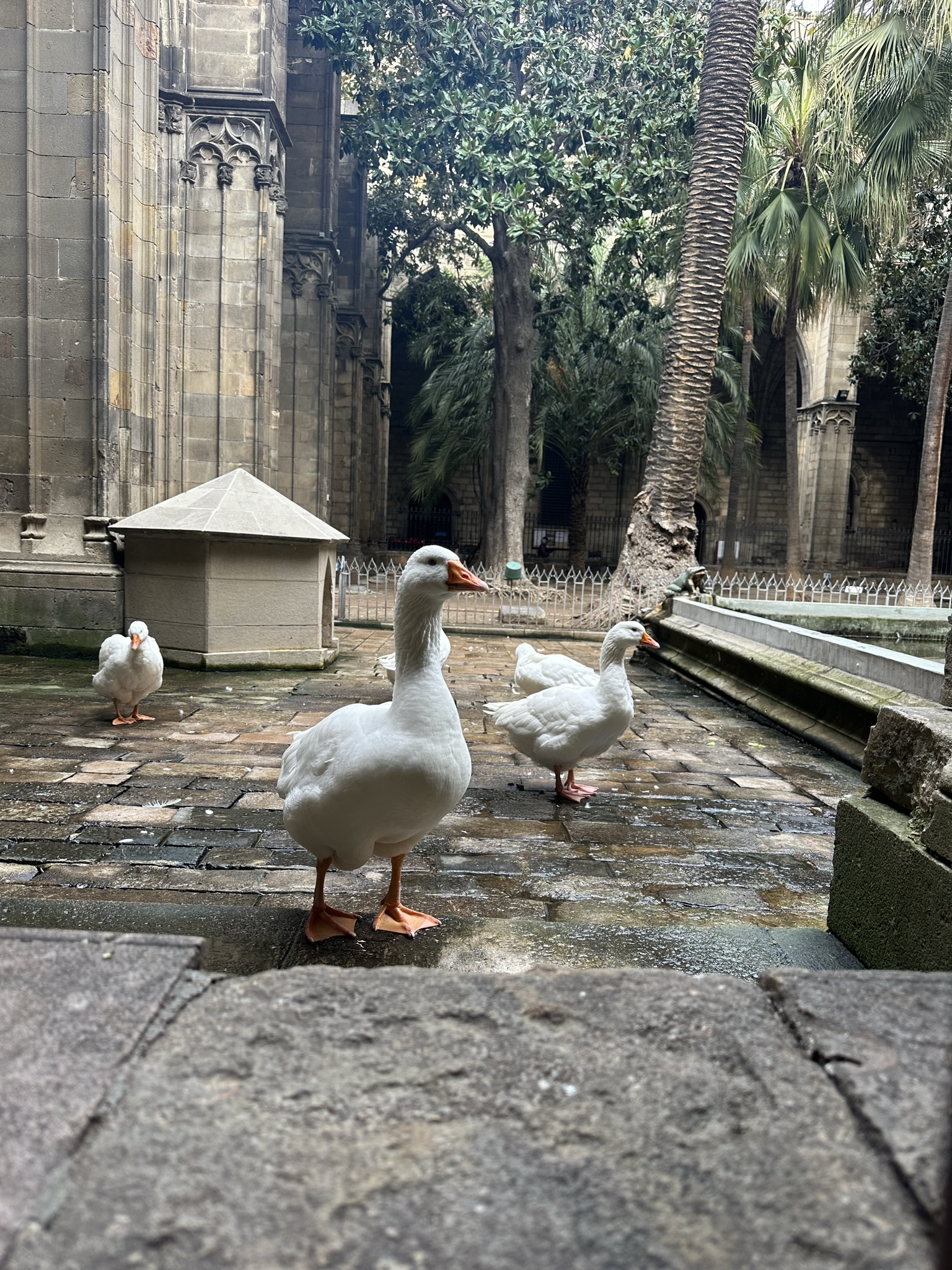Barcelona Cathedral - a proud goose
